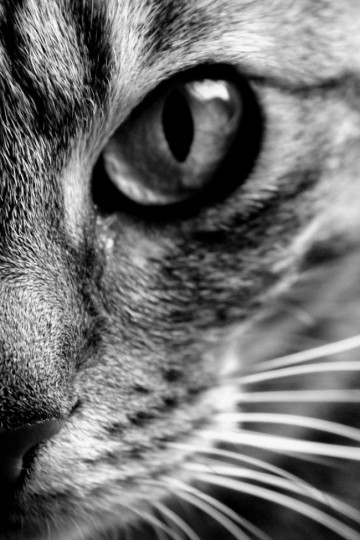 Грация и мистика