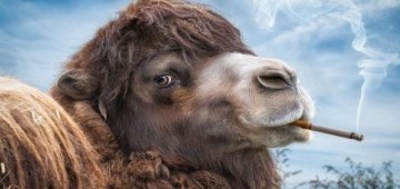 Физическое