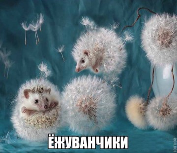 Весёлые картинки