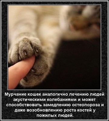 Российские ученые доказали лечебные свойства кошачьего мурчания