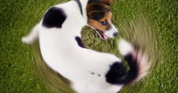 Хвост виляет Обамой. Юлия Витязева