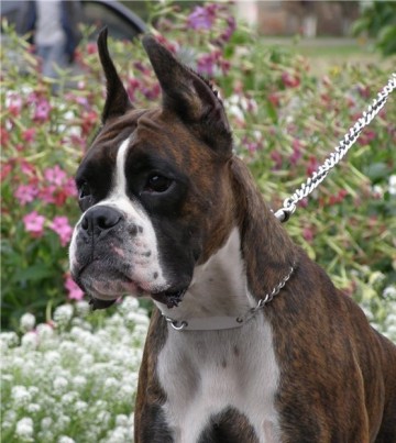 Ангелы-хранители