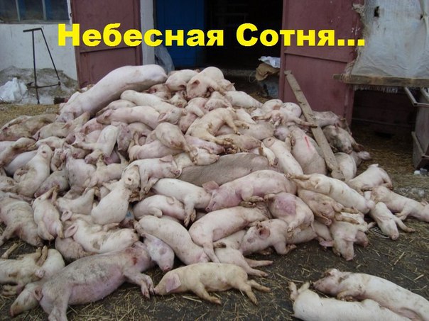 "Мыздобулы" в картинках. Смешных и не очень... 11-10-2016