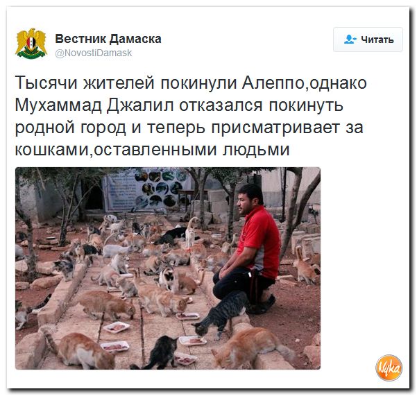 "Мыздобулы" в картинках. Смешных и не очень... 13-10-2016