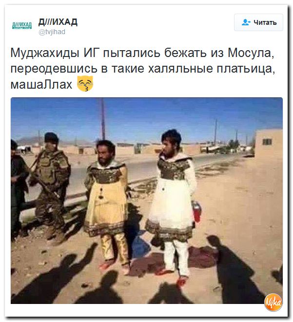 "Мыздобулы" в картинках. Смешных и не очень... 20-10-2016