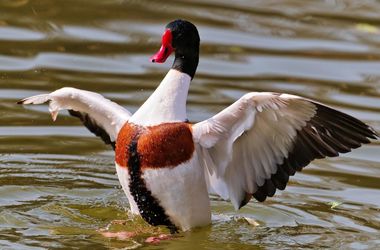 Во Львовской области мужчина пугал уток и утонул... Хохол и идиот - слова синонимы