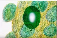 "Рой". Green Tea "Рой". Green Tea