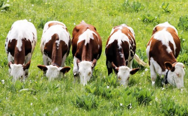 Пальмовое молоко от российских бурёнок