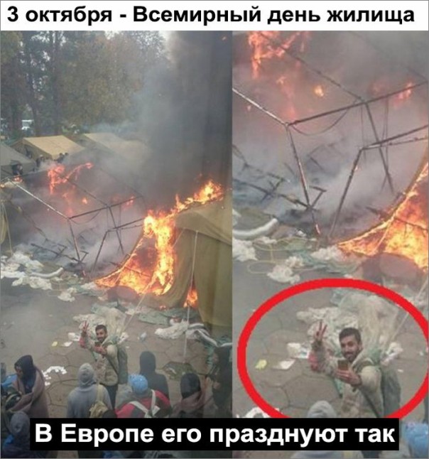 "Мыздобулы" в картинках. Смешных и не очень... 3-10-2016