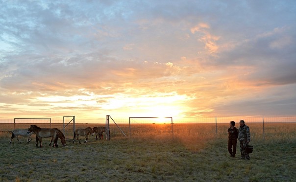 Президент РФ в Оренбургской области: бизнес и лошади Президент РФ в Оренбургской области: бизнес и лошади