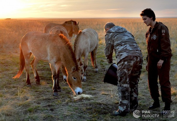 Президент РФ в Оренбургской области: бизнес и лошади Президент РФ в Оренбургской области: бизнес и лошади