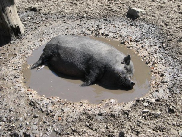 Deutschland schweine: ОктоберФест 2015, Мюнхен, или Женитися на европейці? Та ни в жисть!!!