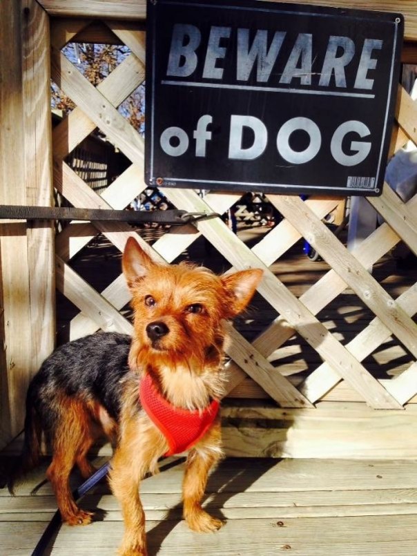 «Злые собаки», которых хочется немедленно погладить «Злые собаки», которых хочется немедленно погладить