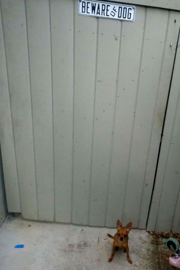 «Злые собаки», которых хочется немедленно погладить «Злые собаки», которых хочется немедленно погладить