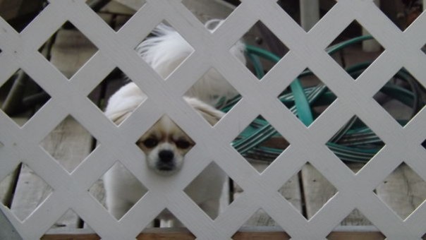 «Злые собаки», которых хочется немедленно погладить «Злые собаки», которых хочется немедленно погладить