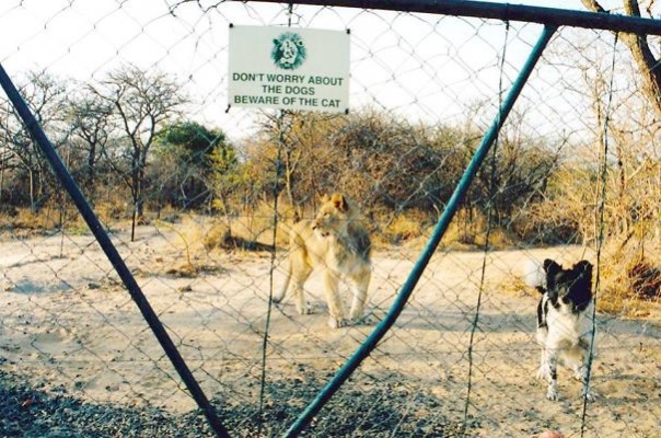 «Злые собаки», которых хочется немедленно погладить «Злые собаки», которых хочется немедленно погладить