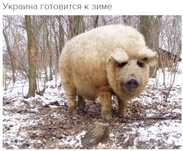 "Мыздобулы" в картинках. Смешных и не очень... 9-10-2016
