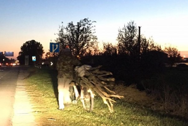 На юге Украины стремительно вырубают лесопосадки – отапливать газом становится слишком дорого