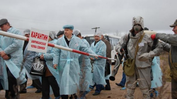 Эпидемия африканской чумы свиней захлестывает Украину.