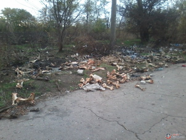 Запорожская трасса устлана костями и черепами Запорожская трасса устлана костями и черепами