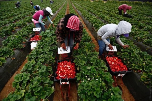 Политика Украины заставляет своих граждан становиться гастарбайтерами