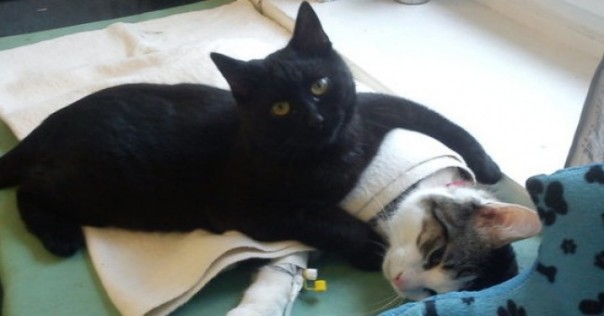 В польском приюте работает кот-медбрат