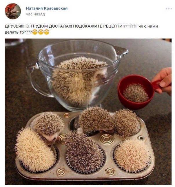 "Мыздобулы" в картинках. Смешных и не очень... 29-10-2016