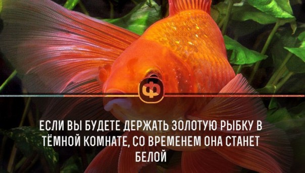 Интересные факты