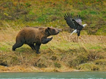 Медведь выходит на охоту