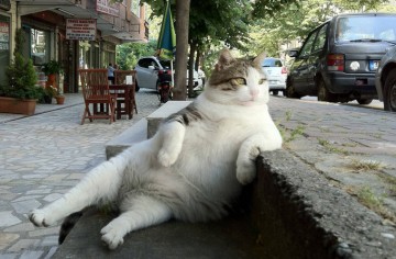 В День защиты животных в Стамбуле появился памятник коту, облокотившемуся на бордюр