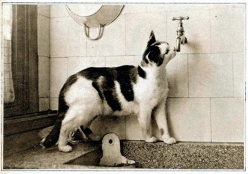 Коты "доинтернетного" периода