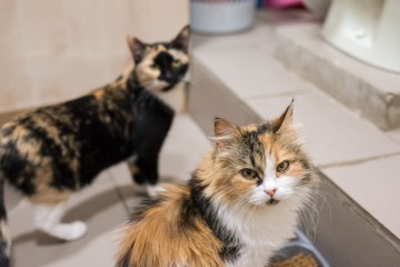 В Самаре открылась котейня с котами навынос