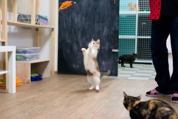 В Самаре открылась котейня с котами навынос
