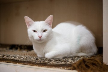 В Самаре открылась котейня с котами навынос