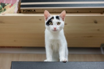 В Самаре открылась котейня с котами навынос