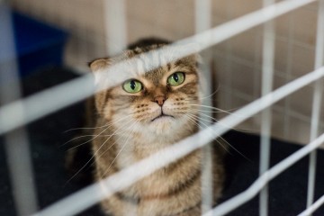 В Самаре открылась котейня с котами навынос