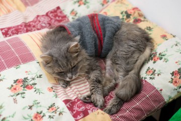 В Самаре открылась котейня с котами навынос