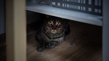 В Самаре открылась котейня с котами навынос