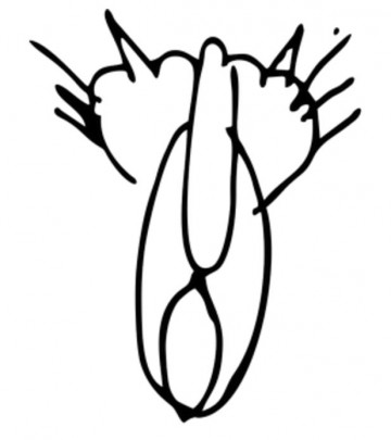 Похоже, Путин выложил далеко не все козыри