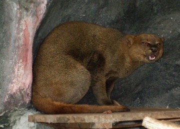 В Москве поселятся ягуарунди