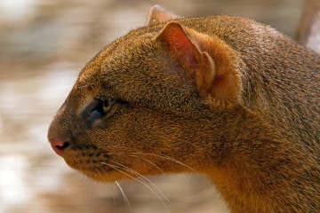 В Москве поселятся ягуарунди
