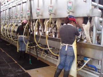 Подмосковье стало лидером по производству молока в ЦФО