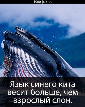 Интересные факты