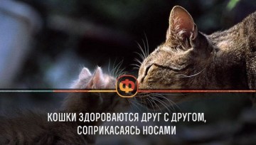 Интересные факты