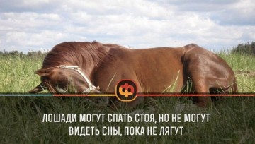 Интересные факты