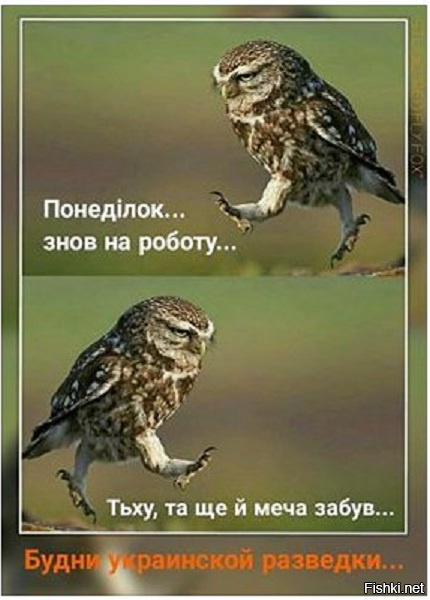 "Мыздобулы" в картинках. Смешных и не очень... 1-11-2016 "Мыздобулы" в картинках. Смешных и не очень... 1-11-2016