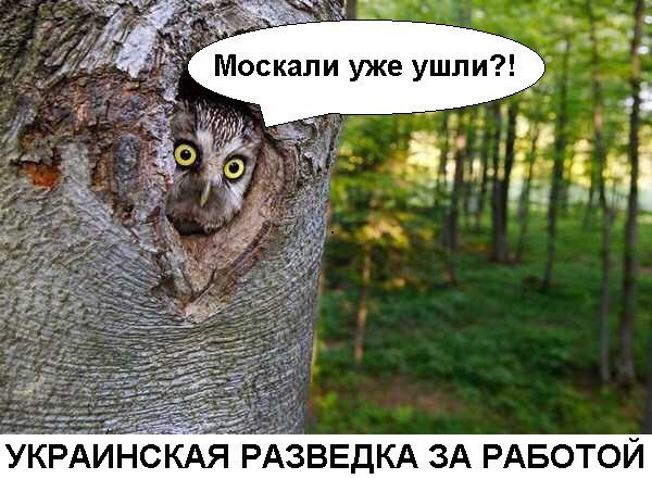 "Мыздобулы" в картинках. Смешных и не очень... 2-11-2016 "Мыздобулы" в картинках. Смешных и не очень... 2-11-2016