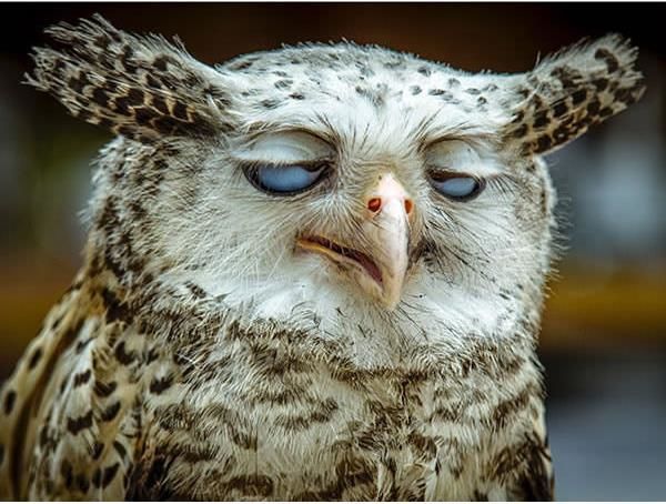 "Мыздобулы" в картинках. Смешных и не очень... 4-11-2016