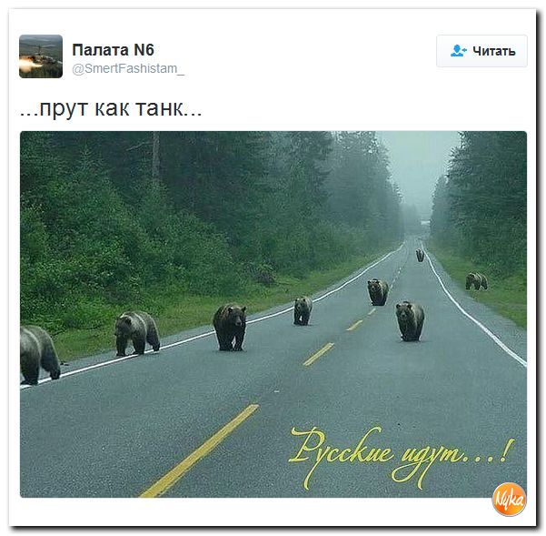 "Мыздобулы" в картинках. Смешных и не очень... 13-11-2016