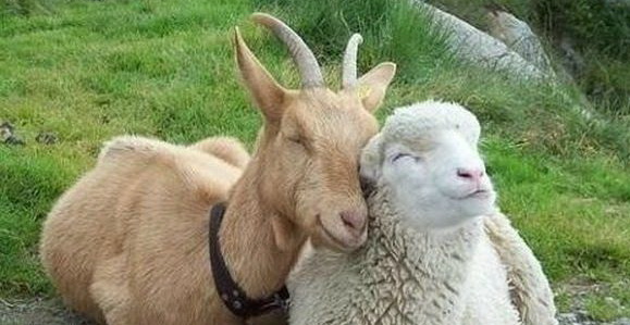 Баранье-козий инцидент жены Луценко и Савченко в Раде: Полное видео